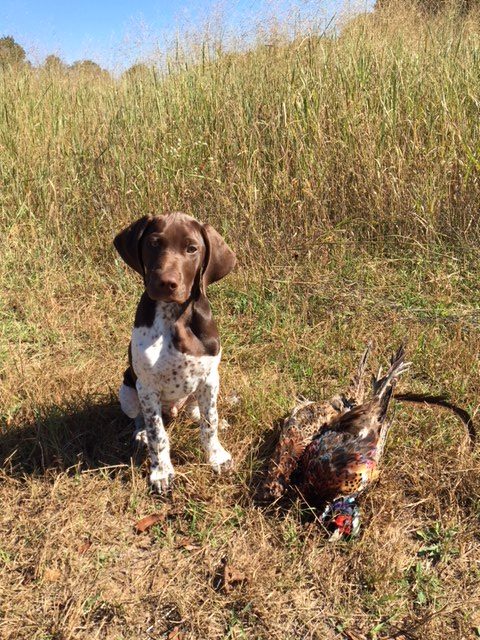 dog training